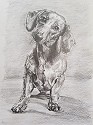 A dachshund